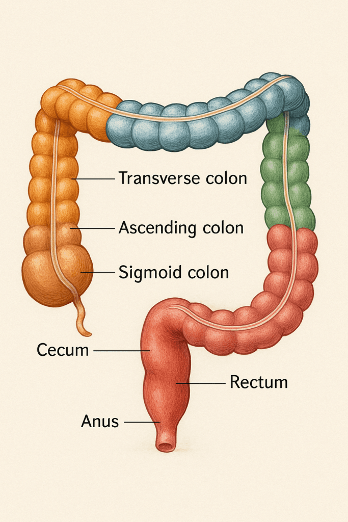 Anatomical illustration showing the large intestine with labeled parts: cecum, ascending colon, transverse colon, descending colon, sigmoid colon, rectum, and anus.