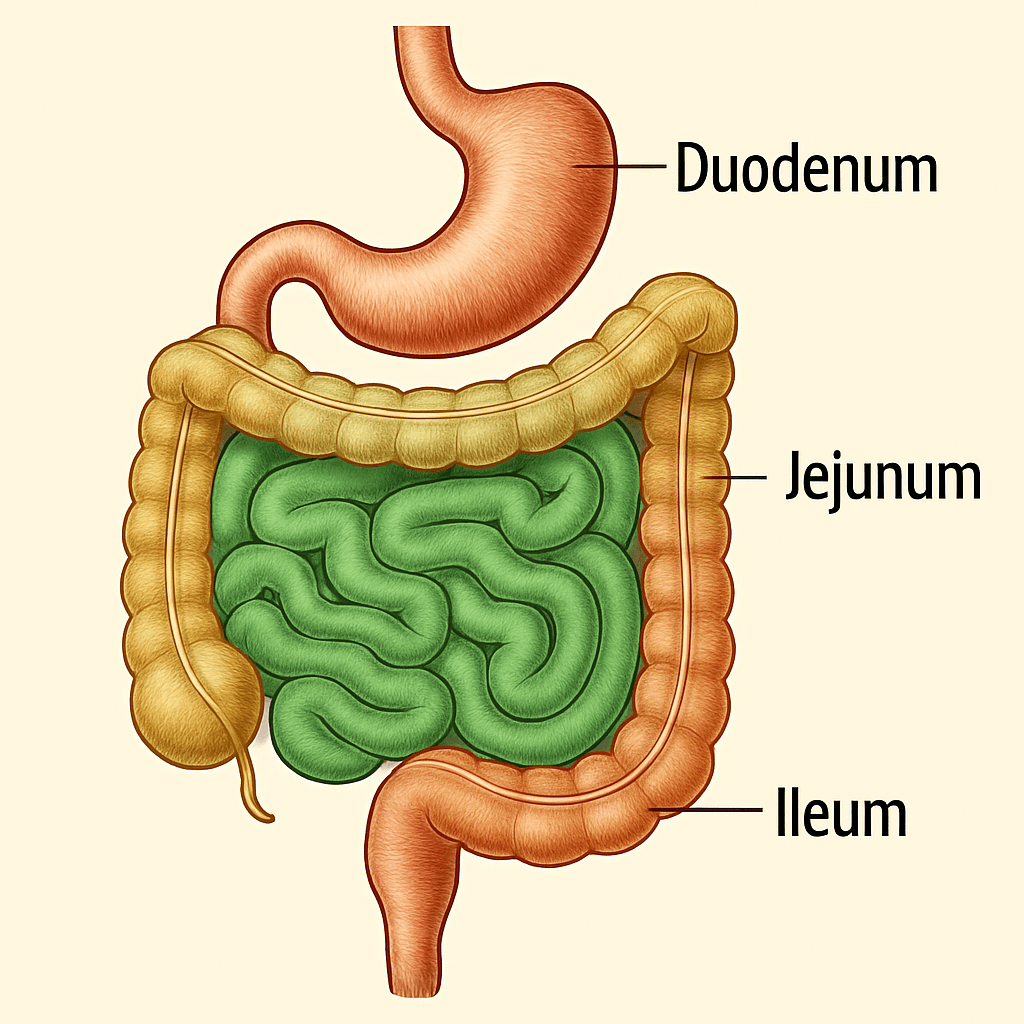 Detailed, labeled medical illustration of the small intestine, showing the duodenum, jejunum, and ileum as colored segments, with clear section labels and accurate anatomical detail.