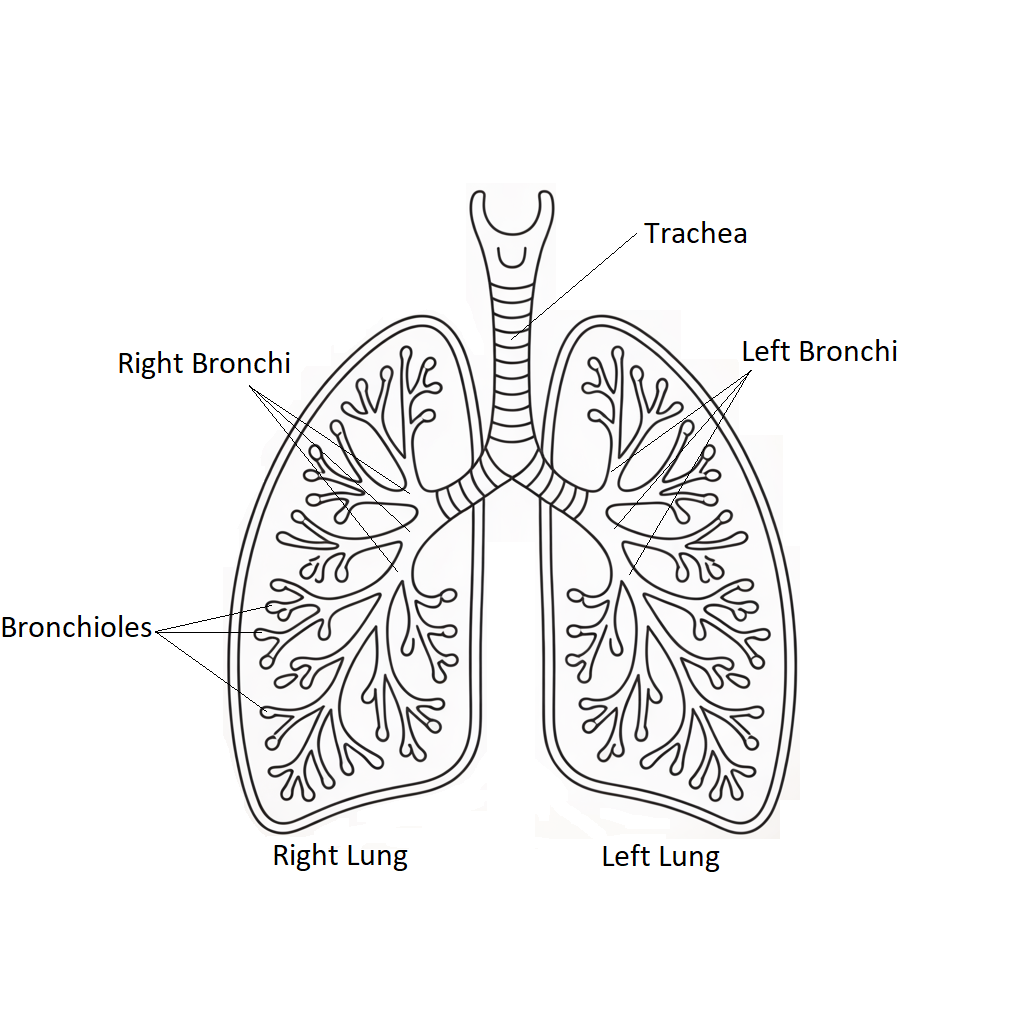 Lineart medical illustration showing a frontal view of the human lungs with labeled trachea, left and right bronchi, branching bronchioles, and left and right lungs. Simple black line work on a white background.