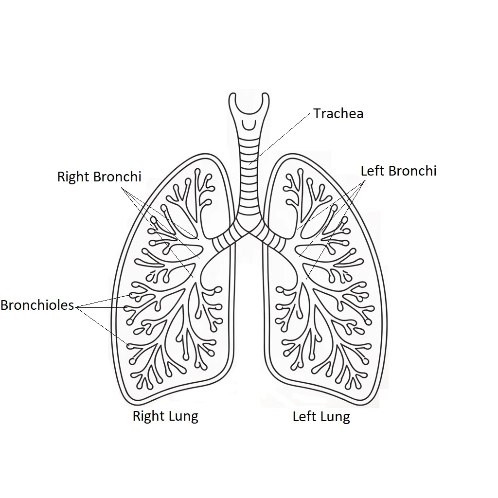 Lineart medical illustration showing a frontal view of the human lungs with labeled trachea, left and right bronchi, branching bronchioles, and left and right lungs. Simple black line work on a white background.
