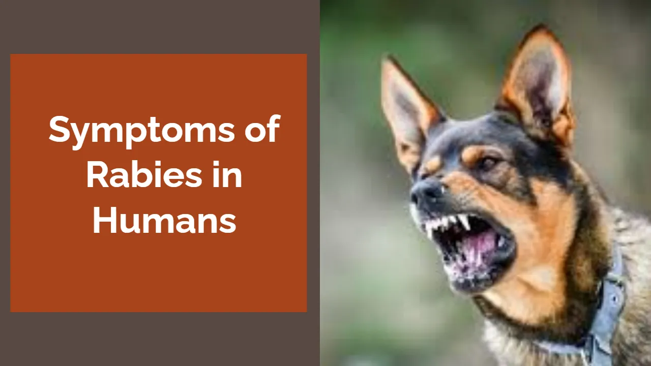 Rabies Symptoms in Humans: Early Signs, Progression, and Testing
