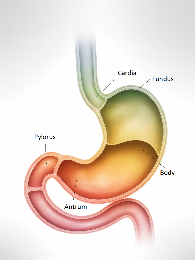 Detailed medical illustration of the human stomach with labeled regions: Cardia, Fundus, Body, Antrum, and Pylorus.